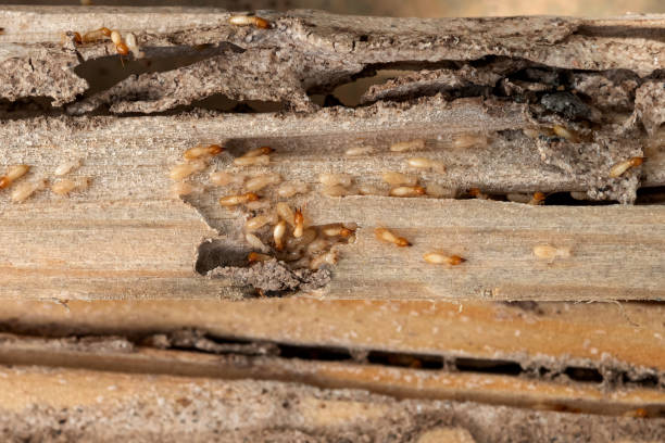 Best Pest Prevention Services  in Kane, PA